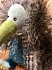 Мягкая игрушка – птичка Киви, 30 см.  - миниатюра №3